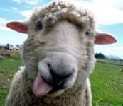 бедная овечка